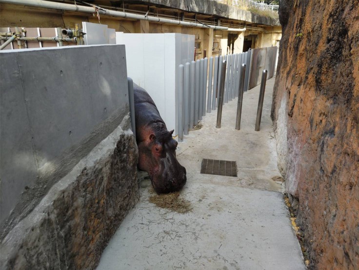 餌を食べながら新しい仮通路に顔を出すベロ