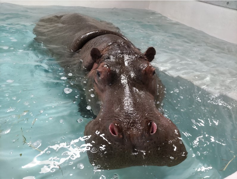 仮カバ舎の温水プールで寛ぐヒタチ