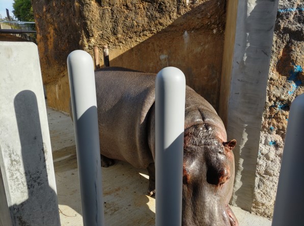 新しい馬栓棒を確認するベロ