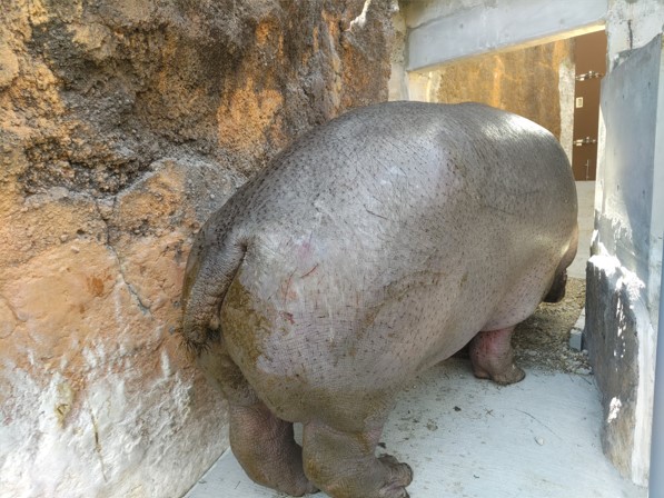 砂利場を警戒しながら進むベロ