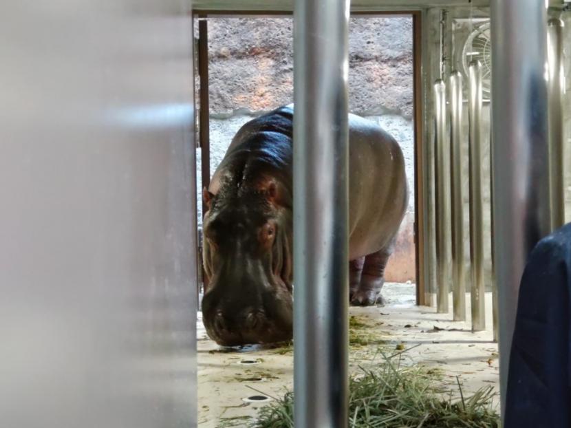 仮カバ舎の中を伺うベロ