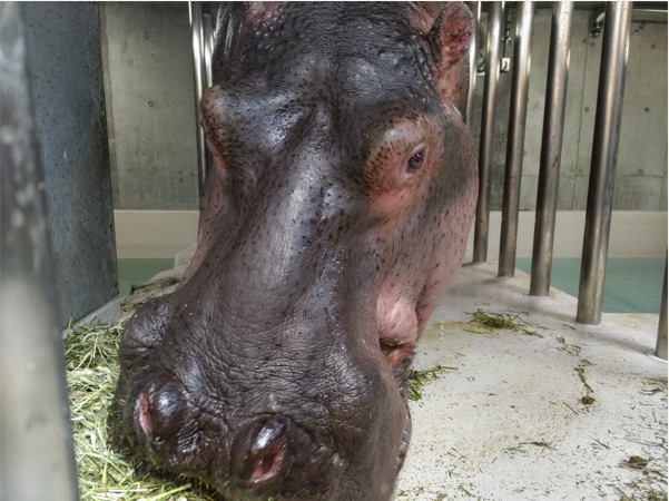仮カバ舎に入り餌を食べるベロ