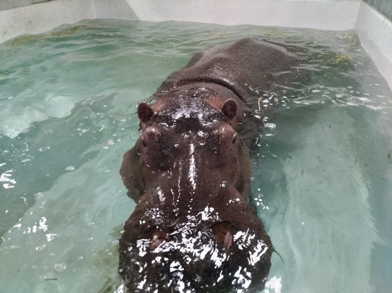 仮カバ舎の温水プールに入水後のベロ