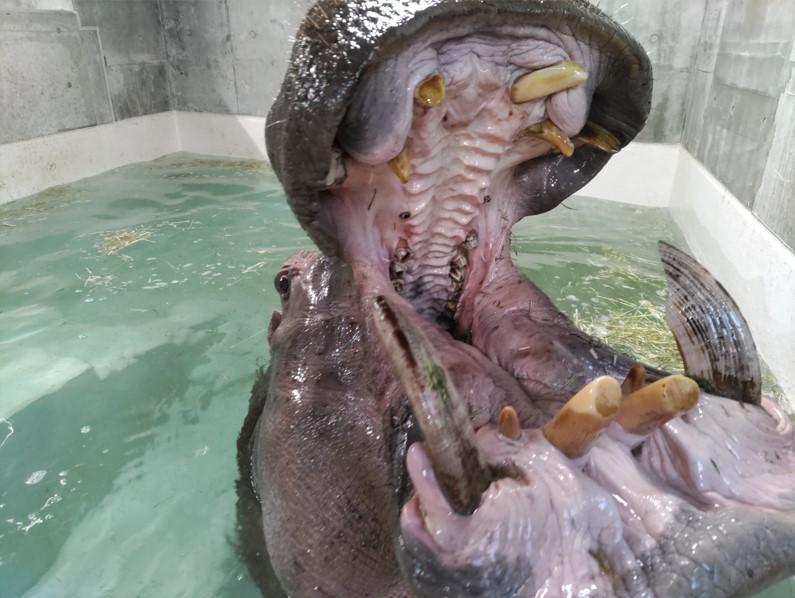 仮カバ舎に慣れて口を開けるベロ