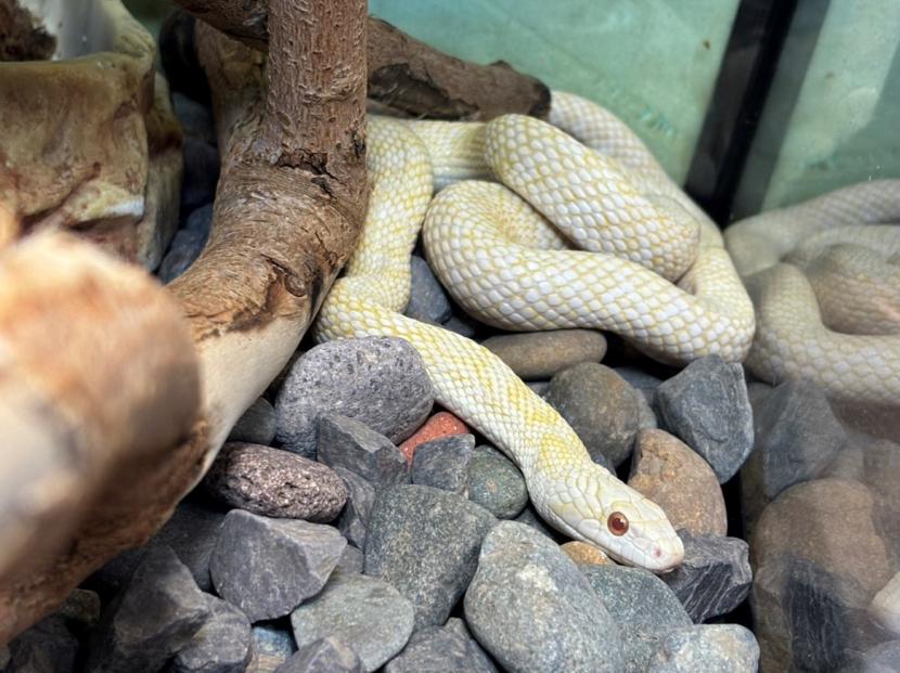 ケージの隅でとぐろをまく岩国のシロヘビ