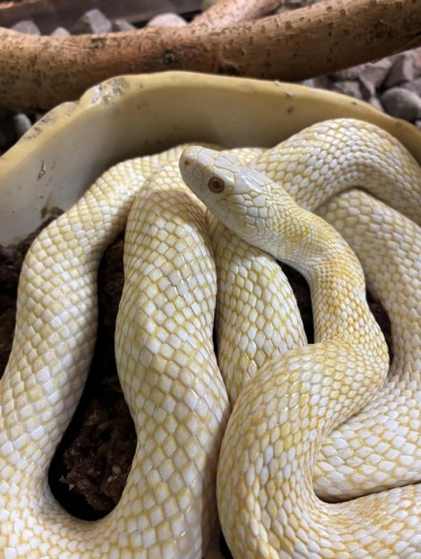 真っ白ではなく、淡いクリーム色の体