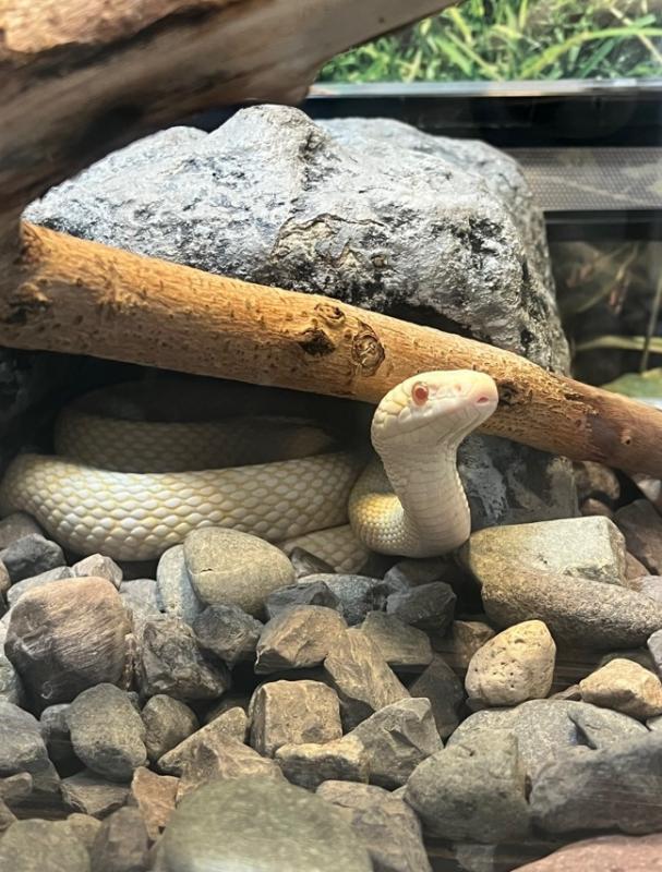 お気に入りの隠れ家から顔をのぞかせる岩国のシロヘビ