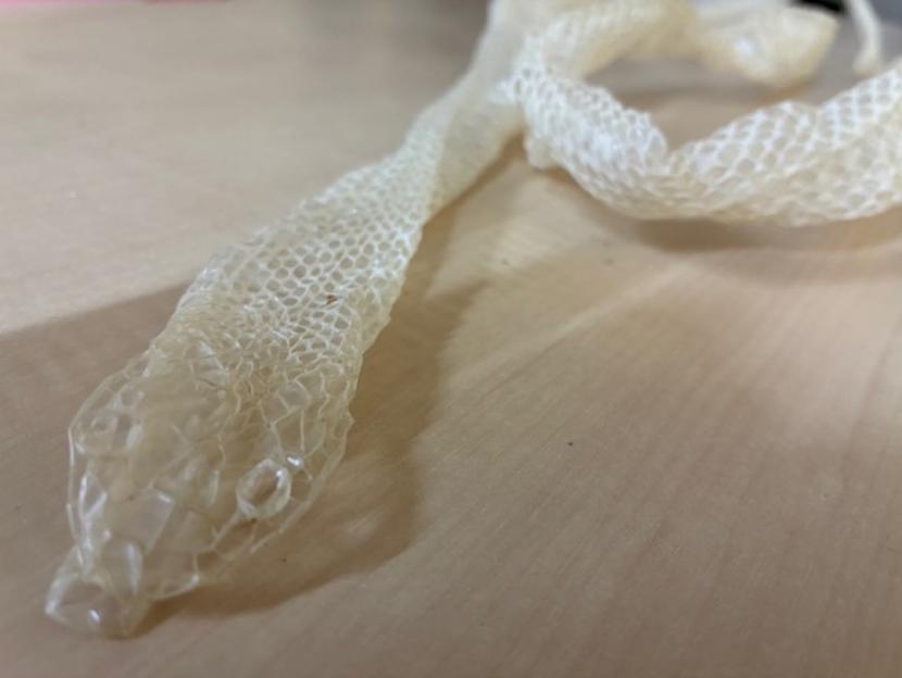 シロヘビの抜け殻