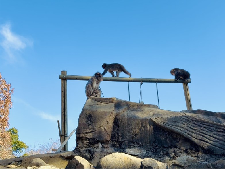 登り棒で遊ぶニホンザル
