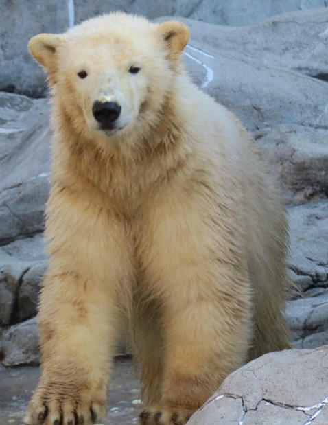 鼻にペーストが付いてる「そら」