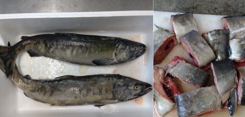 立派な鮭をいただきました