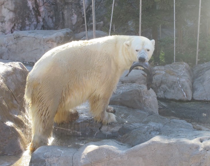 どこで食べようかうろうろする「カイ」