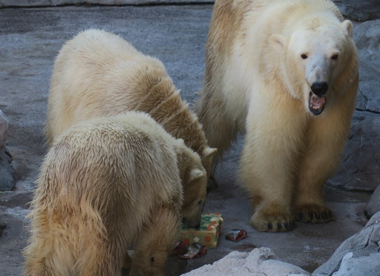 仲良くケーキをほおばる3頭