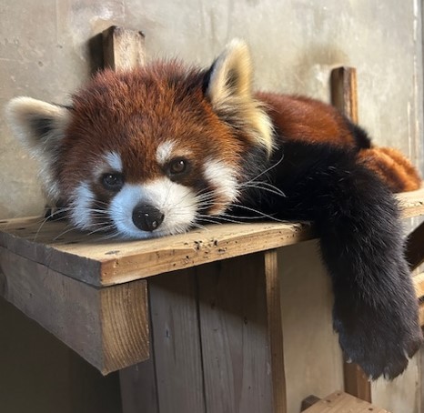 朝、まだ眠そうな「アケビ」