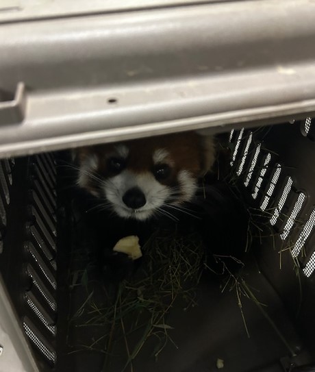 ケージの中で落ち着いてリンゴを食べる「アケビ」