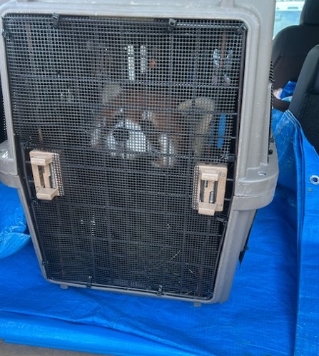 車のトランクに乗せられた「アケビ」