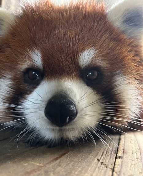 「アケビ」のアップ顔