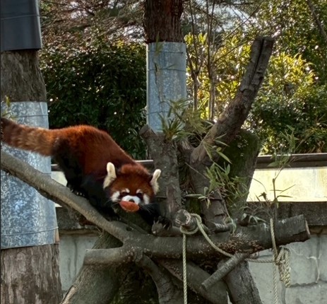 リンゴを咥えようとする「アケビ」