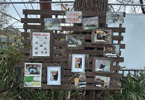 「アケビ」と家族の思い出写真