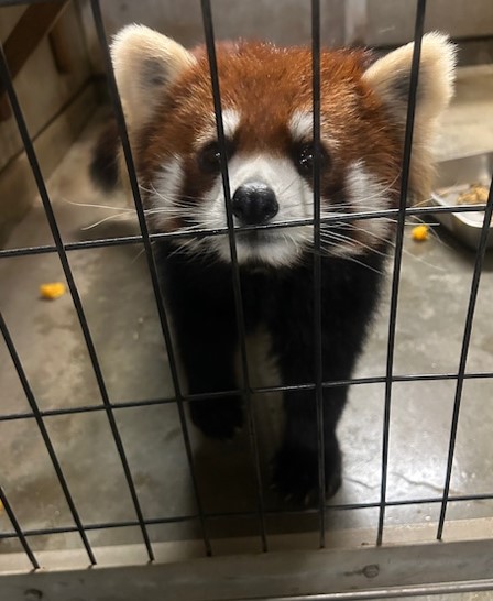 搬出前日(27日)夕方の「アケビ」