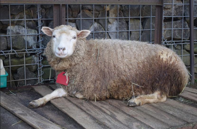 ヒツジの「ミソカ」