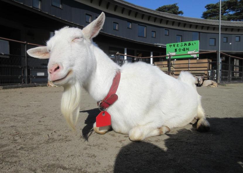 ヤギの「はる」