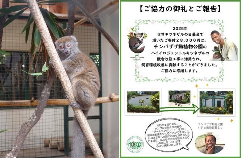 ハイイロジェントルキツネザル（左）と御礼ポスター（右）