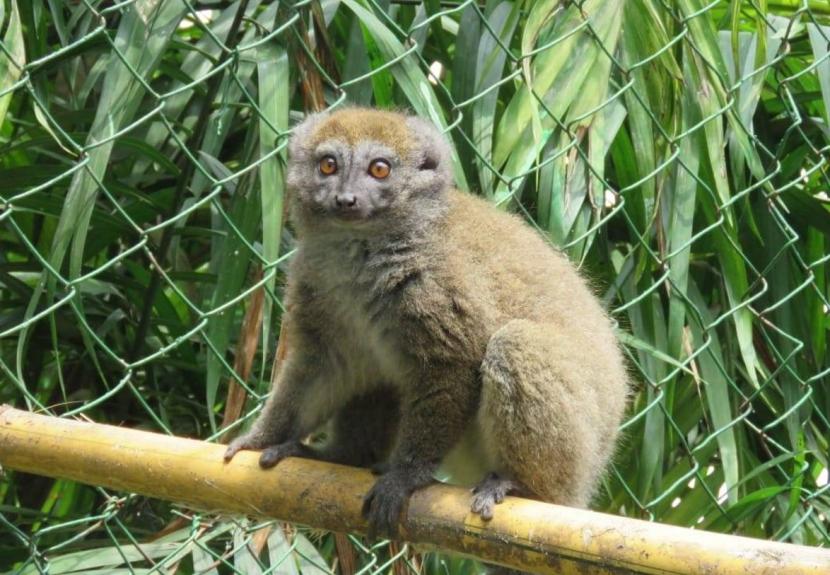 竹の渡り木とハイイロジェントルキツネザル