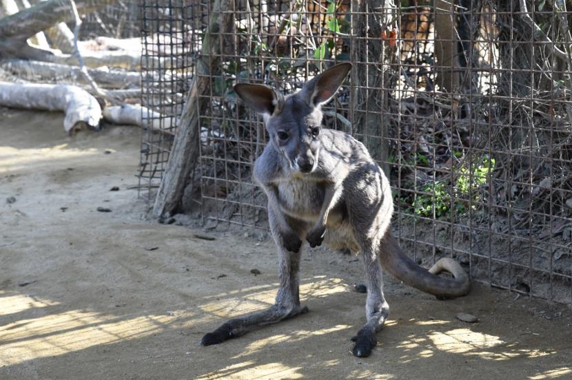 「カンナ」の仔