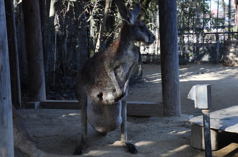 仔が袋に入っている「カンナ」