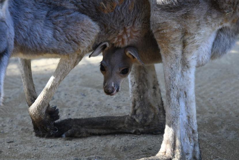 「マーコン」の仔