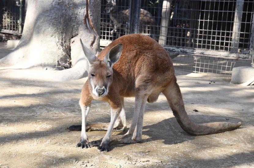 成長した「バッカス」