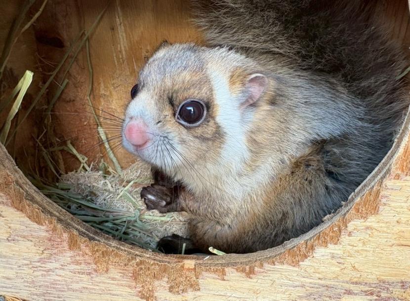 巣箱の中で休んでいる「オクラ」