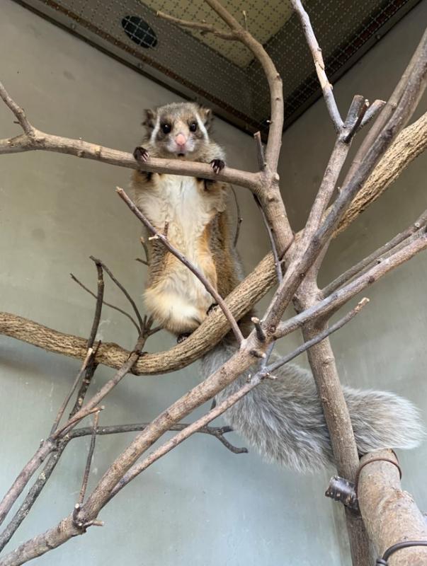 飼育員の掃除を樹上から見ている「オクラ」