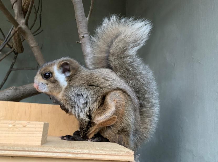 巣箱の上に座っている「オクラ」