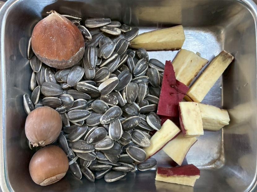 巣箱の上に座っている「オクラ」