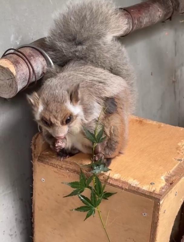 もみじを食べる「オクラ」