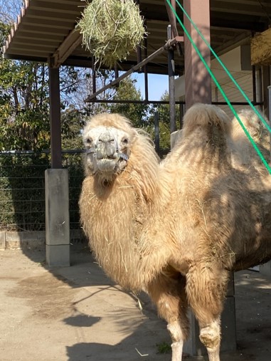 餌を食べるカリン