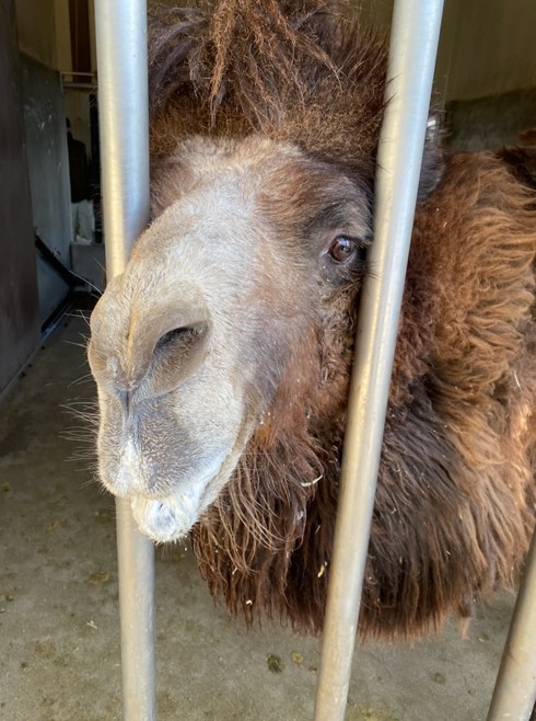 こちらをのぞくラッキー