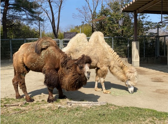 ラッキーとカリン