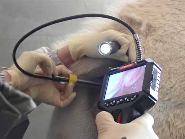 精液注入の様子