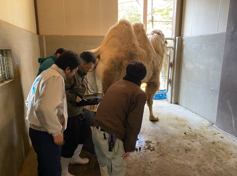 超音波検査による妊娠判定