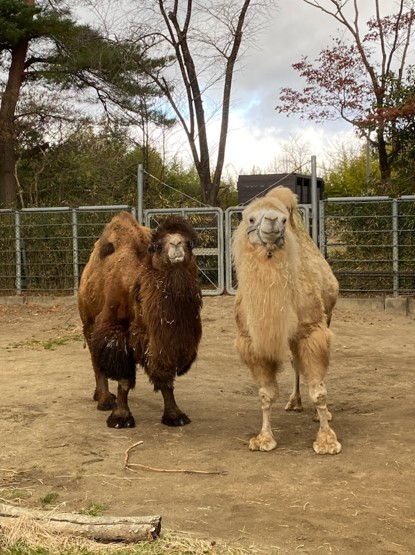 ラッキーとカリン