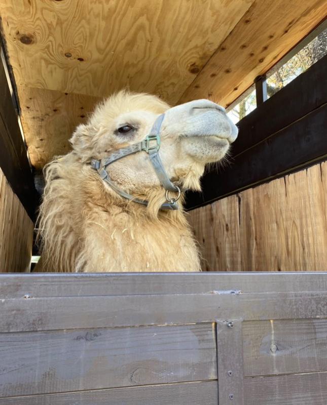 輸送箱に入る「カリン」