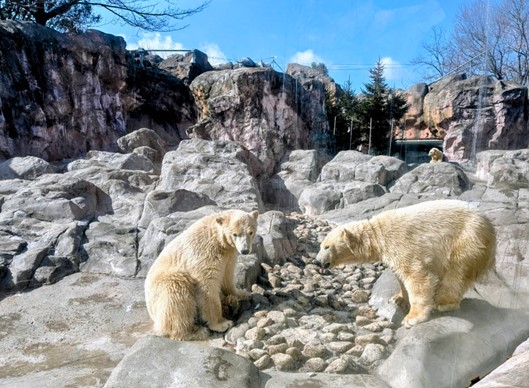 猛獣舎のホッキョクグマ舎