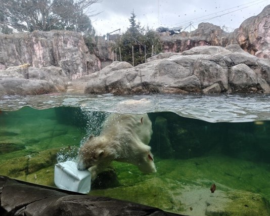 プールで遊ぶホッキョクグマ