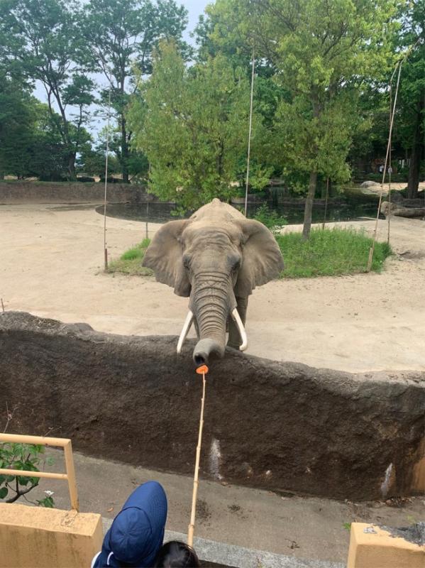 アフリカゾウのえさやり体験