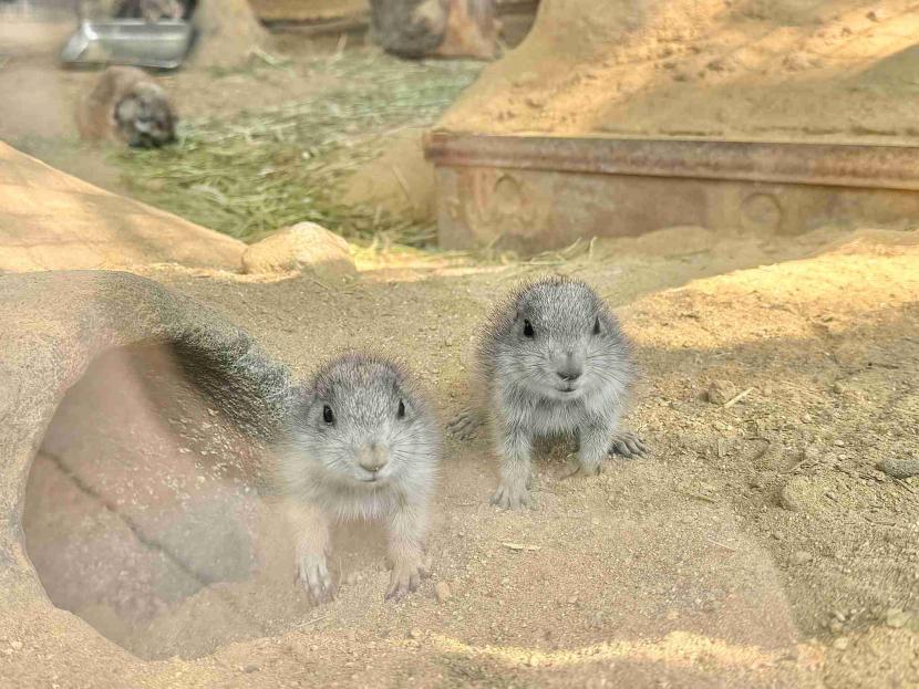 巣穴から出てきた仔