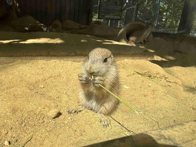 ひなたで草を食べる仔