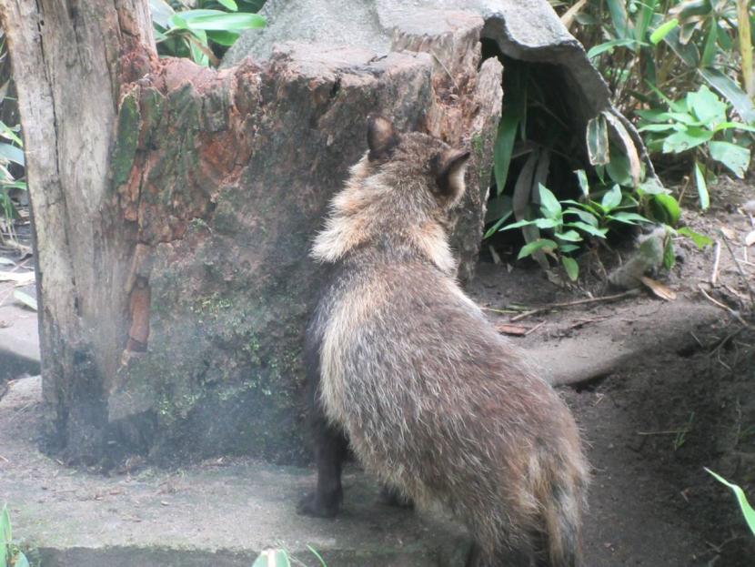 タヌキ
